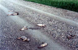  Hogwatch Manitoba -- Used with Permission